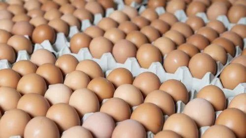 Gavran / Country Eggs – Farm Fresh, High Protein & Pure Nutrition